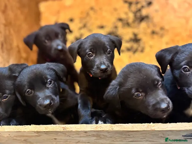 Borador dogs for sale: Gorgeous Lab x pups - Advert 2