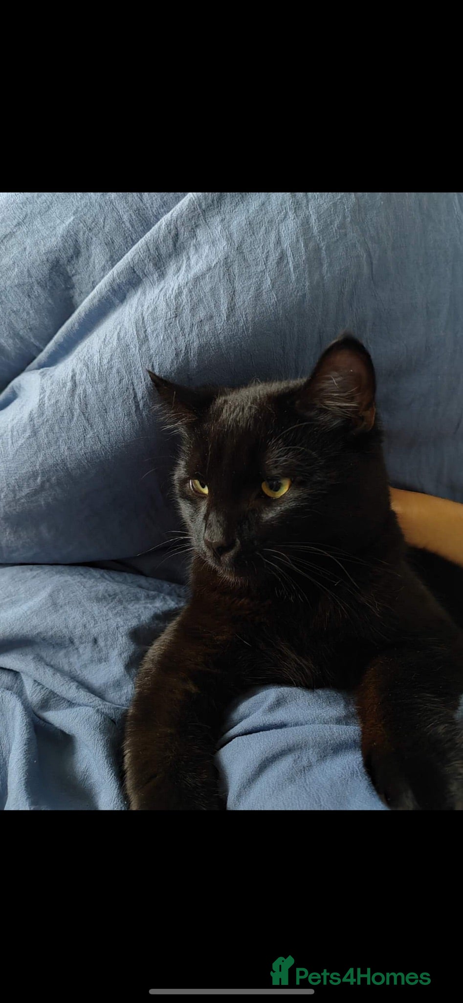 Domestic Shorthair cats Male cat looking for rehome - Advert 14