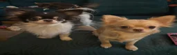 Chihuahua dogs for sale: RKC LC CHIHUAHUA MALE - Advert 6