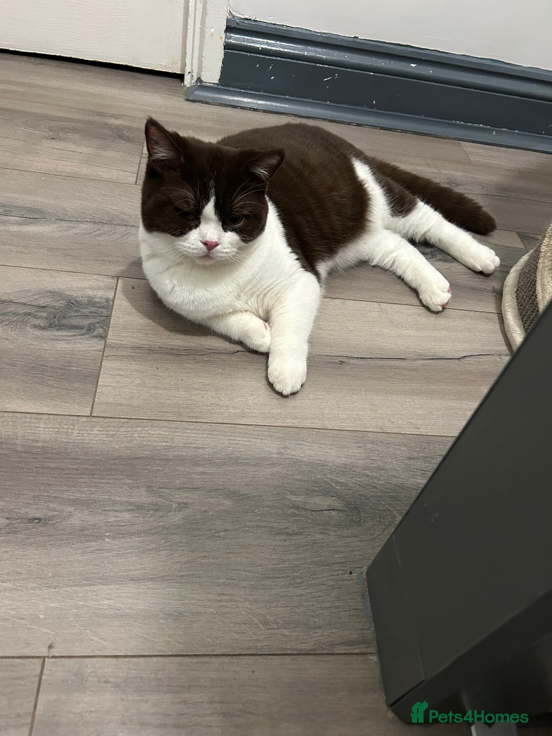 British Shorthair cats for sale: BSH boy - Advert 3