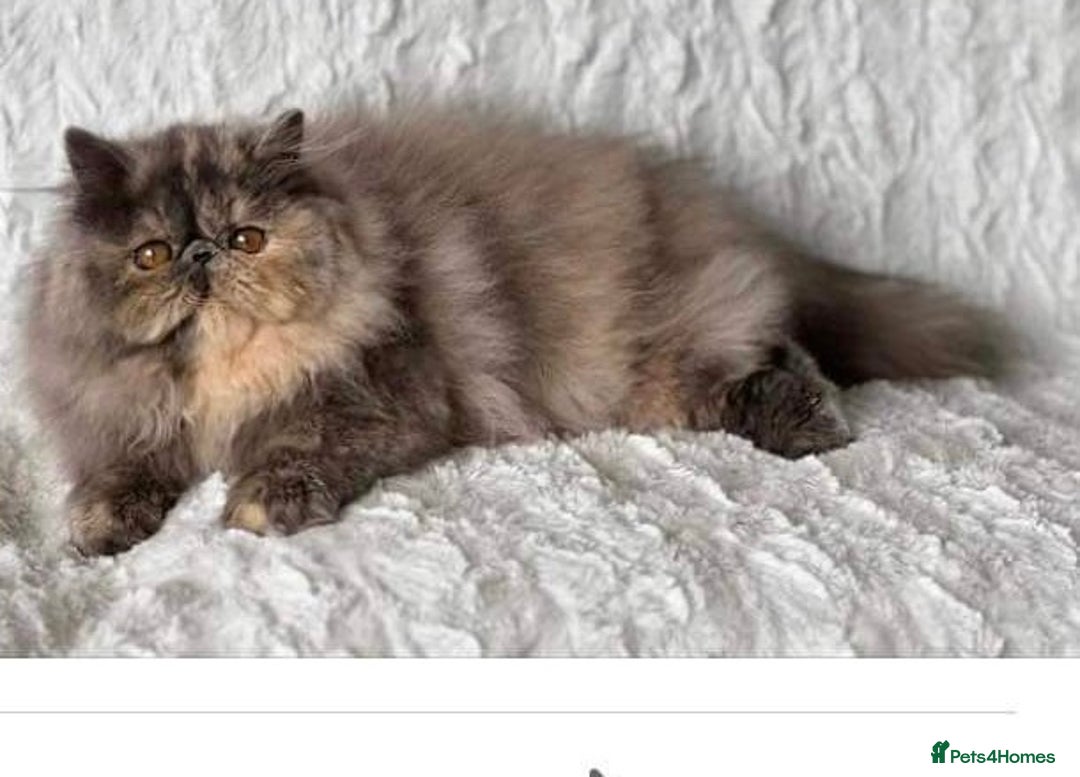 Persian cats for sale: GCCF SOLID BLUE PERSIAN PRINCESSES  - Image 26