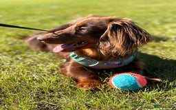 Miniature Dachshund dogs for sale: Miniature dachshund  - Image 4