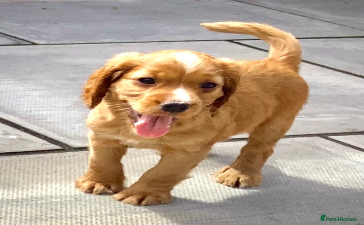 Cocker Spaniel dogs - Advert 9