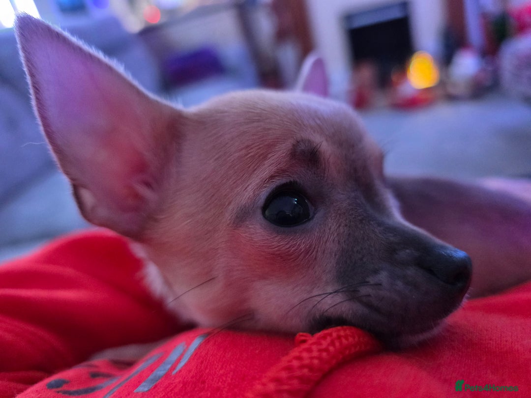 Chihuahua dogs for sale: Toy Chihauhau,1 cute girl left - Advert 2