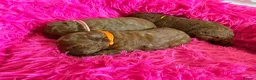 Cavapoochon dogs for sale: DNA Tested Hypoallergenic Cavapoochon F1BB Babies  - Advert 19