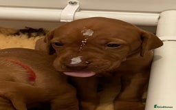 Hungarian Vizsla dogs for sale: Exceptional KC registered Hungarian Vizsla Litter - Image 8