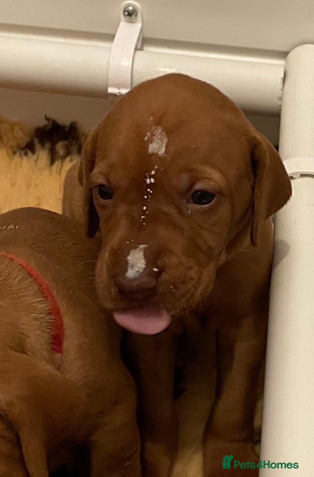 Hungarian Vizsla dogs for sale: Exceptional KC registered Hungarian Vizsla Litter - Image 8