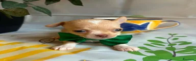 Chihuahua 1