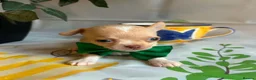 Chihuahua dogs for sale: Beautiful Chihuahua Puppies - Advert 13