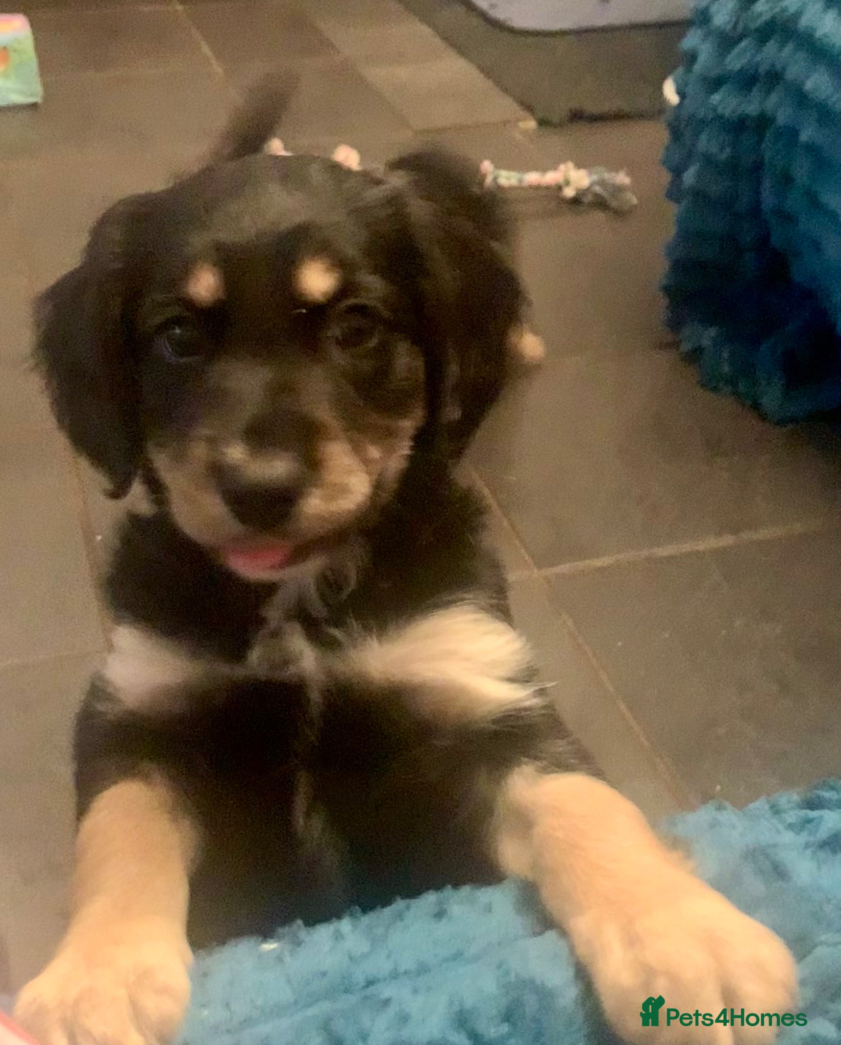 Mixed Breed dogs A* Sprollie Pups  - Advert 1