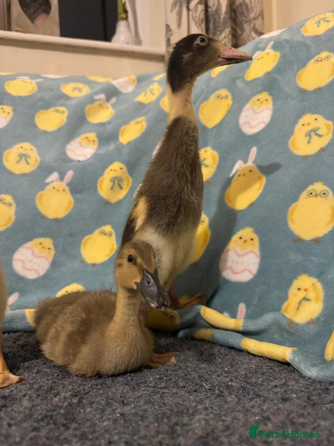 Ducks poultry for sale: Pure runner ducklings ducks  - Advert 1