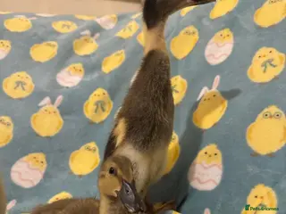 Ducks poultry Pure runner ducklings ducks - Advert 3