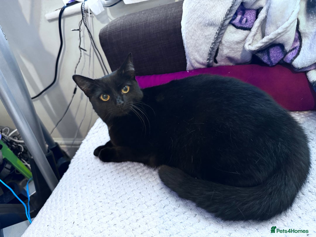 Mixed Breed cats for adoption: FREE rescue cats  looking for a new home  - Image 2