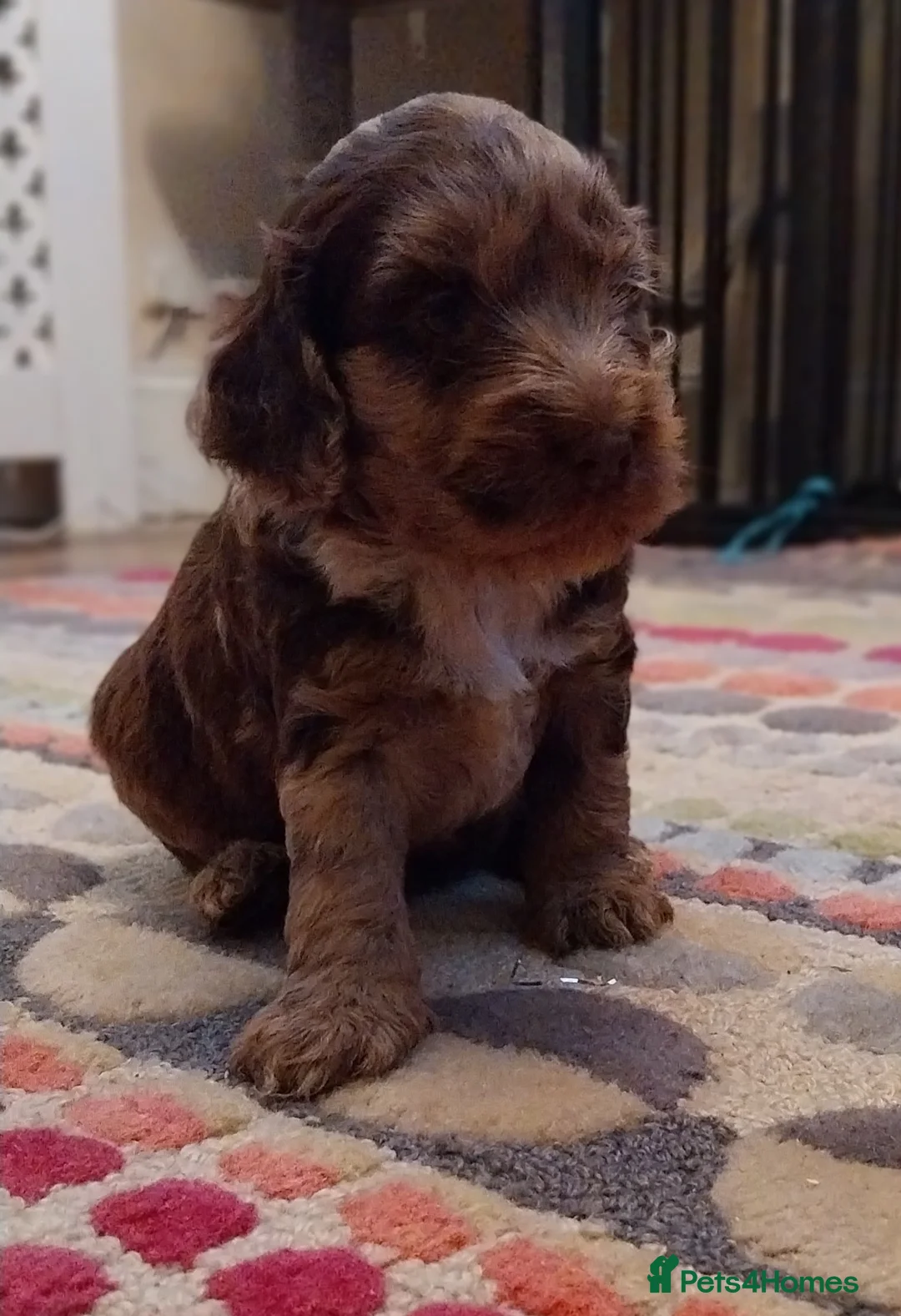 Miniature Poodle dogs for stud: DWKC  merle miniature poodle. Fully health tested  in Walsall - Advert 12