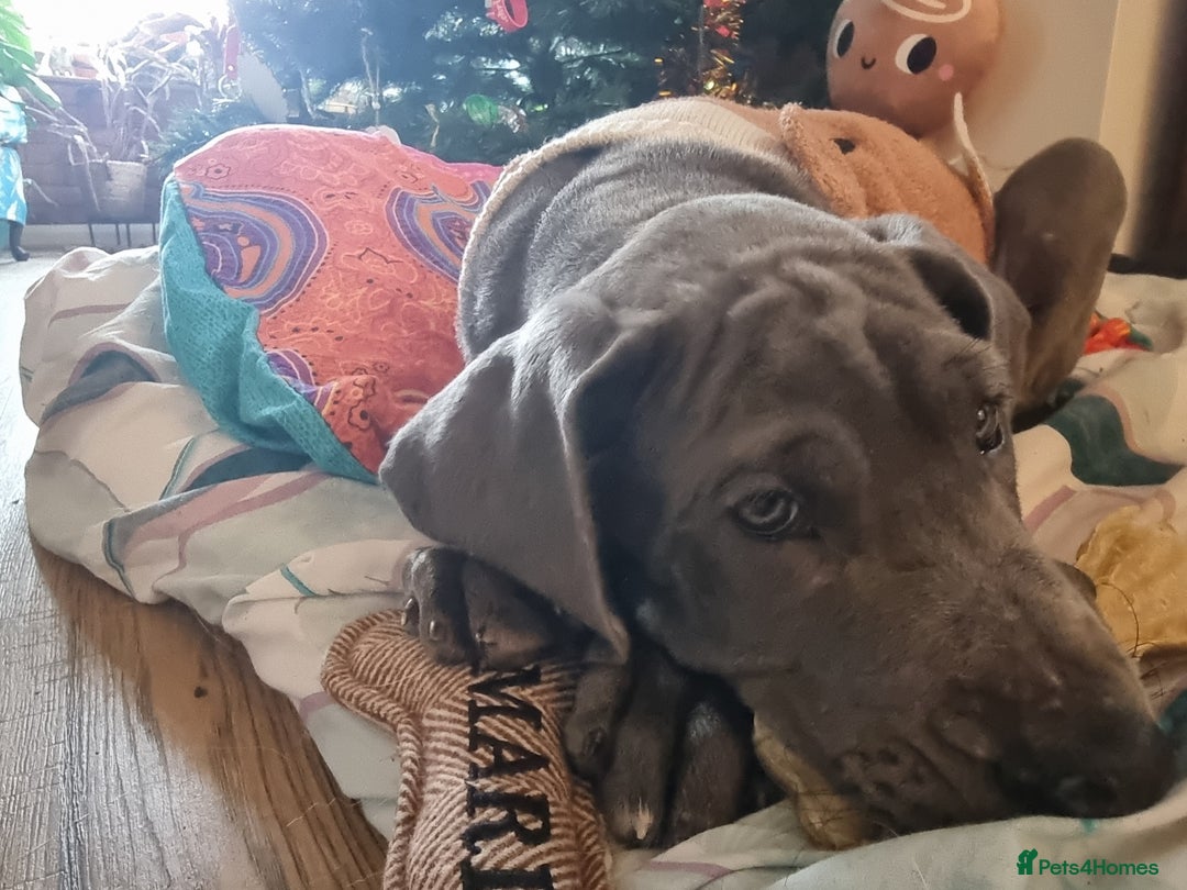 Great Dane dogs for sale: Female Great Dane Puppy Looking for Forever Home - Advert 5