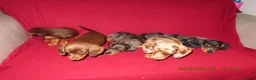 Miniature Dachshund dogs for sale: Miniature daschund puppies in Bedford - Advert 7