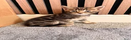 Mixed Breed cats for sale: Beautiful 7 kittens looking for forever homes - Advert 30