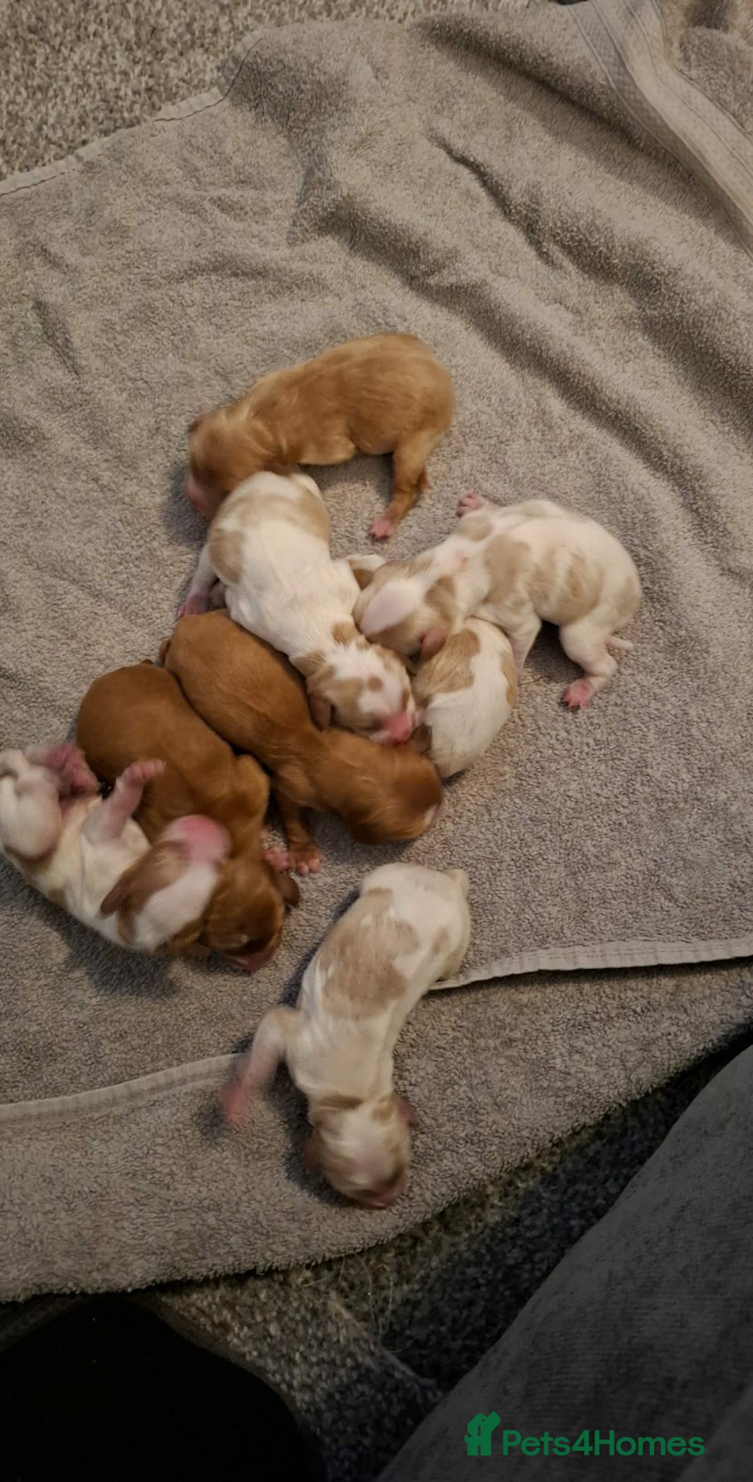 Cavapoo dogs for sale: Beautiful cavapoo F1b  - Advert 2