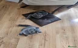 British Shorthair cats for sale: Hurry up 3 🕢Beautiful Scottish fold kitten left in Hatfield - Image 26