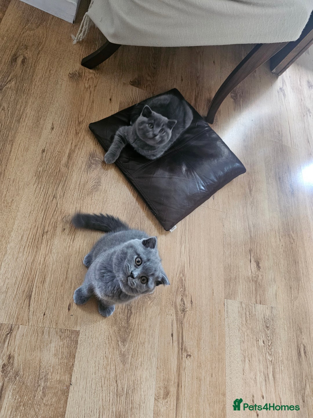 British Shorthair cats for sale: Hurry up 3 🕢Beautiful Scottish fold kitten left in Hatfield - Image 26