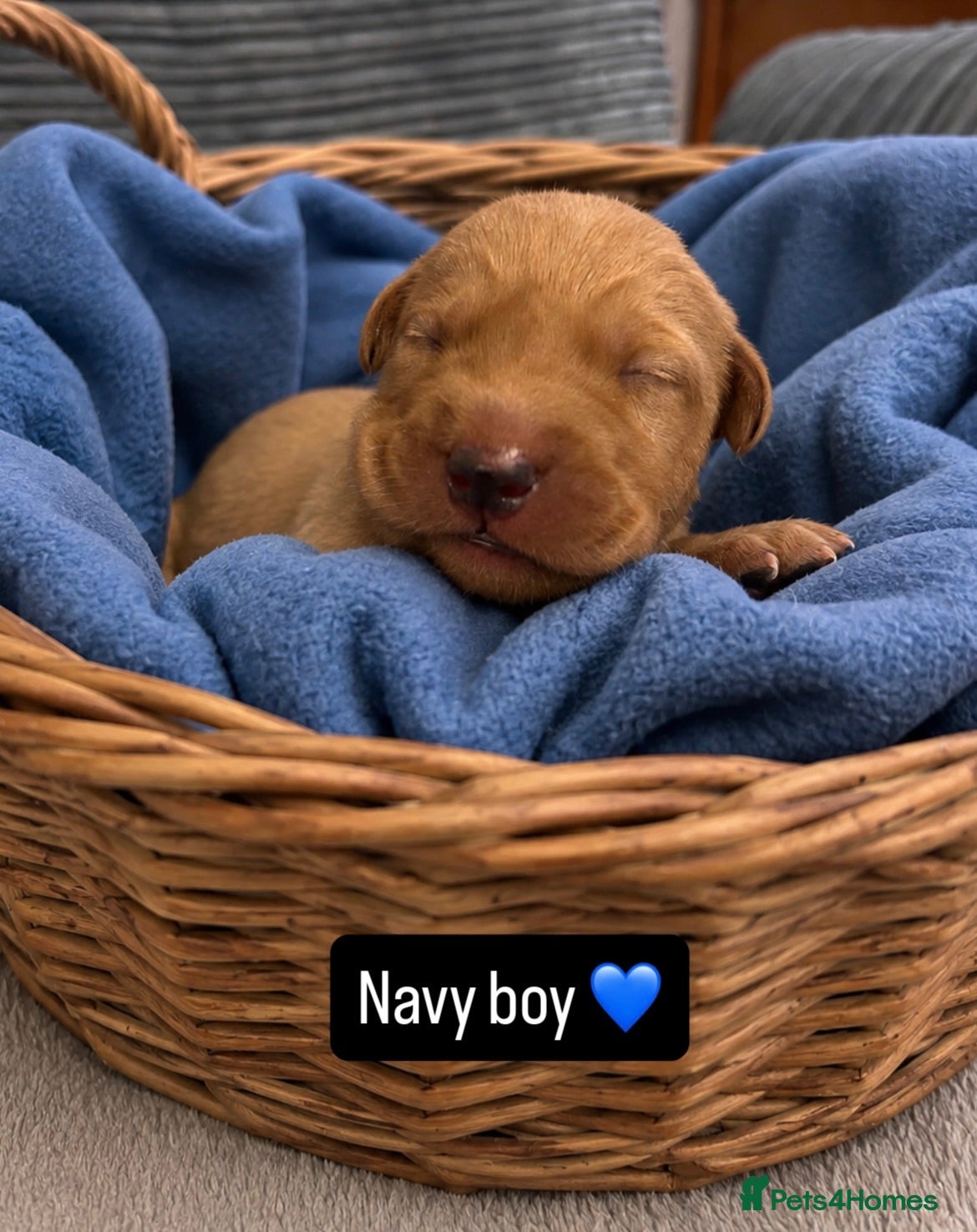 Labrador Retriever dogs Follow your pups journey from birth ❤️ - Advert 2