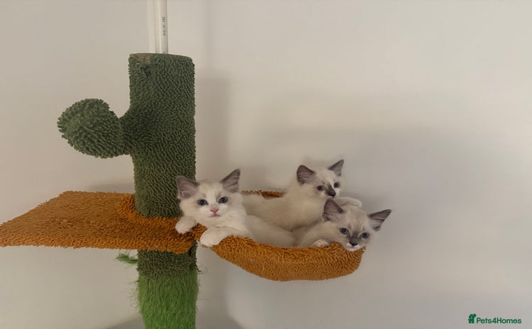 Ragdoll cats - Advert 12