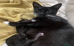 Bengal cats for sale: Pair of part bengal Tuxedo Kittens  - Image 20