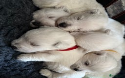 West Highland Terrier dogs for sale: Quality Westie Pups  - Image 6
