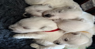 West Highland Terrier dogs - Advert 8