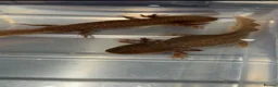 Axolotl reptiles for sale: Copper Wild Axolotls - Advert 2