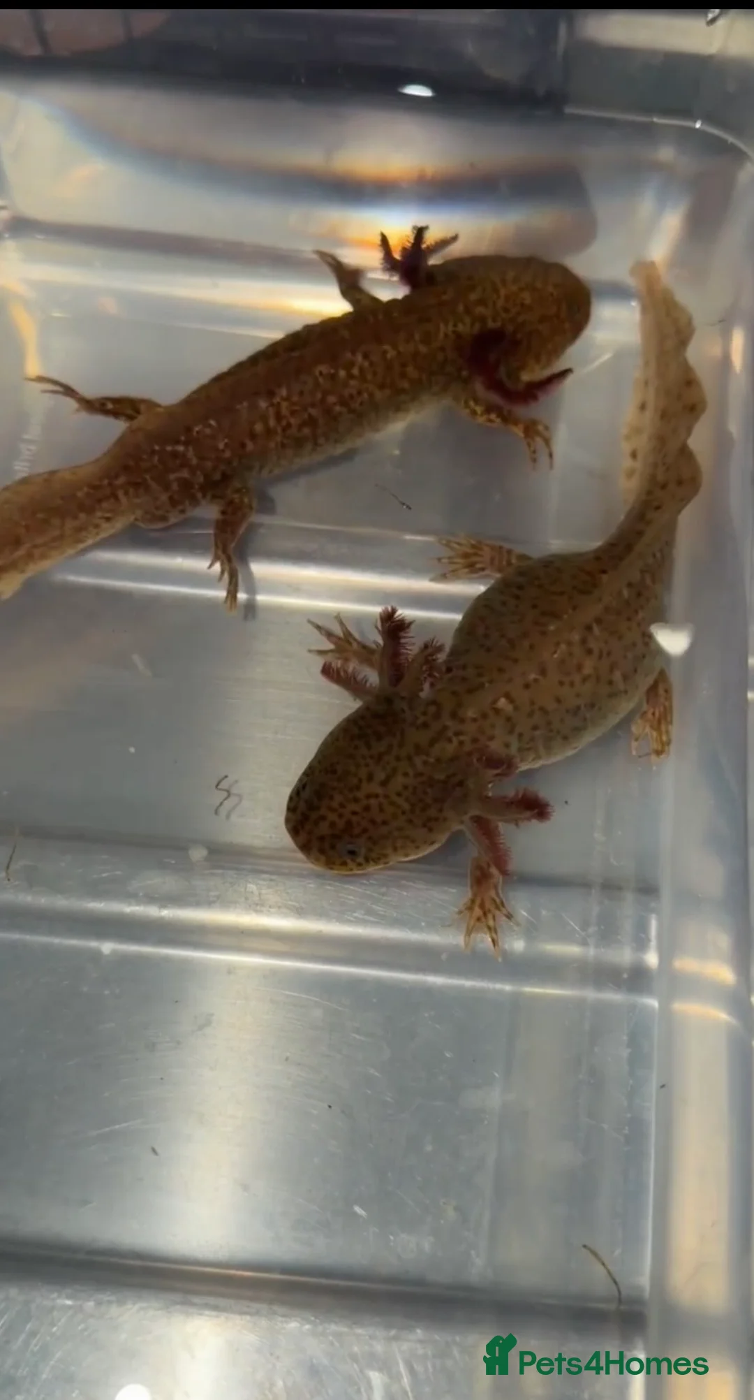 Axolotl reptiles for sale: Copper Wild Axolotls - Advert 2