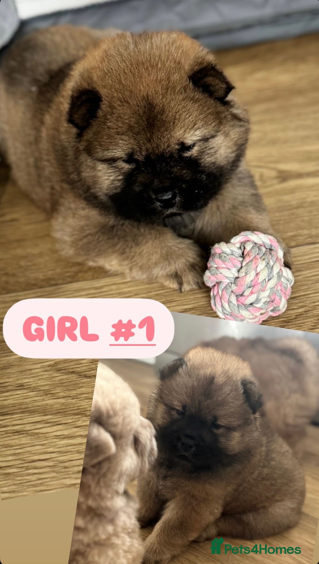 Chow Chow dogs for sale: Stunning CHOW CHOW rare colours 🌪️🍫 KC ✅ 🏆🩸  - Image 17