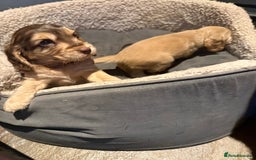 Cocker Spaniel dogs for sale: Wonderful show type cocker spaniels - Image 9