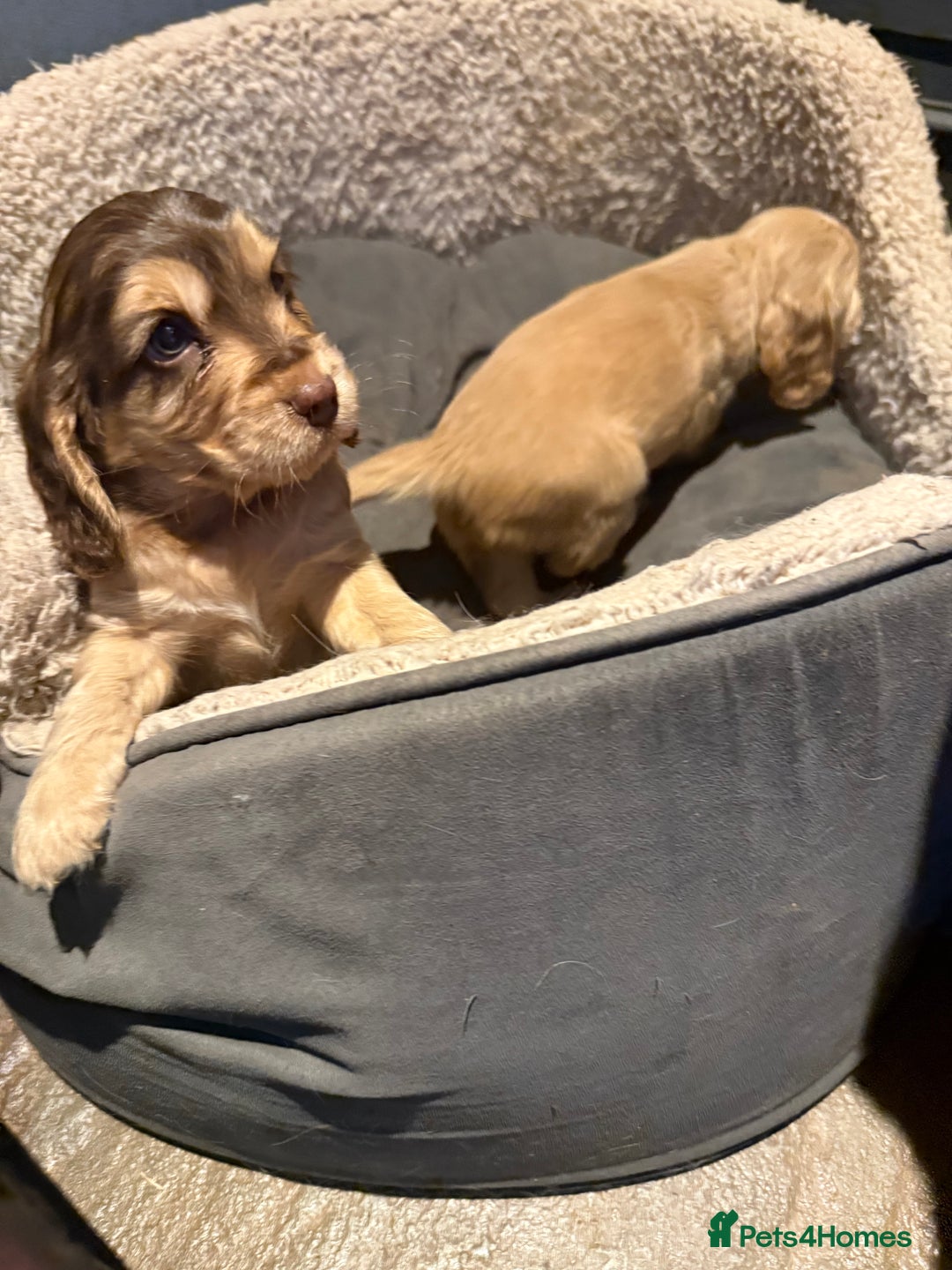 Cocker Spaniel dogs for sale: Wonderful show type cocker spaniels - Image 9