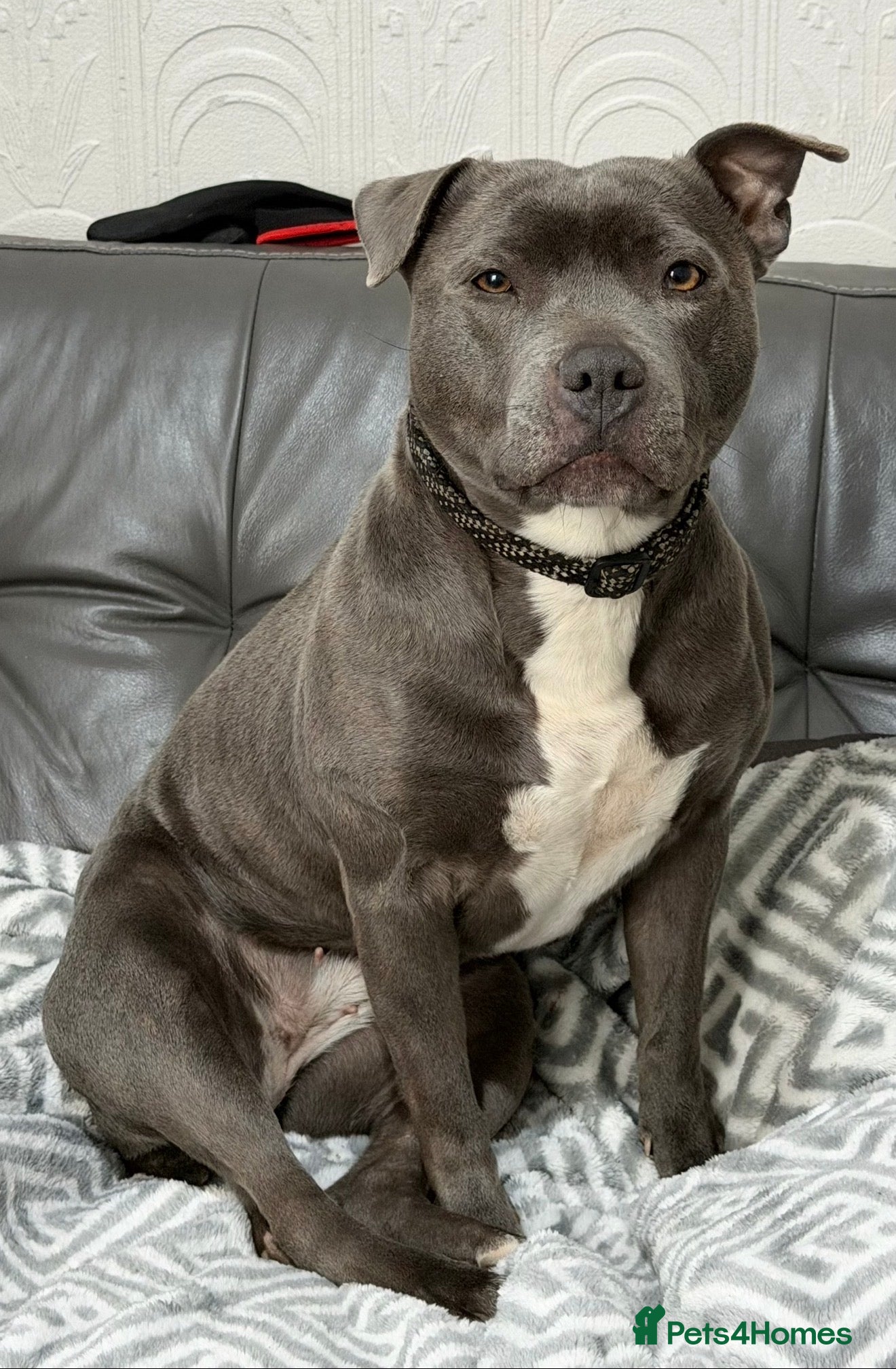 Staffordshire Bull Terrier dogs Beautiful Female Staff for sale - Advert 1