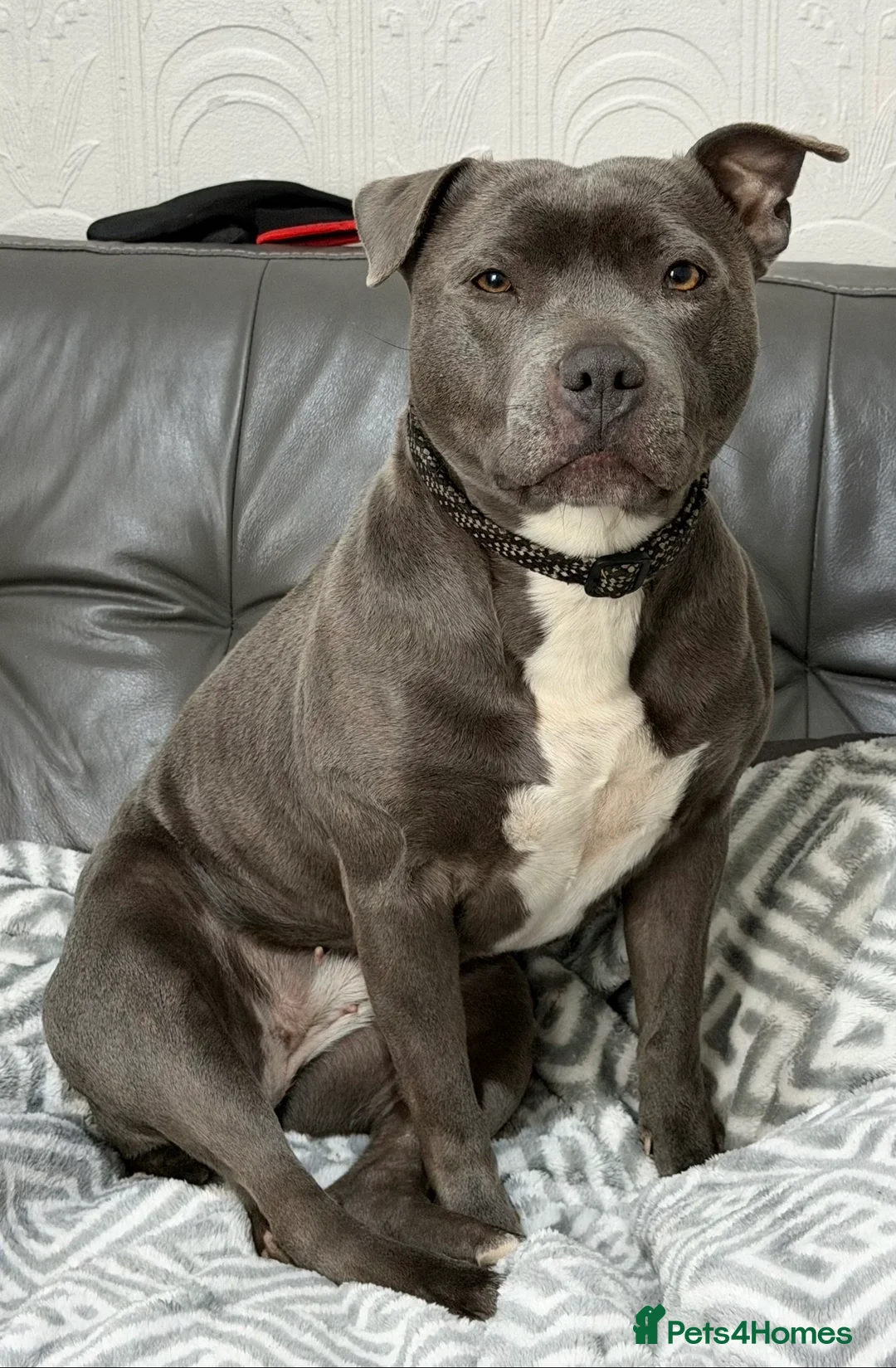 Staffordshire Bull Terrier dogs for sale: Beautiful Female Staff for sale - Advert 1