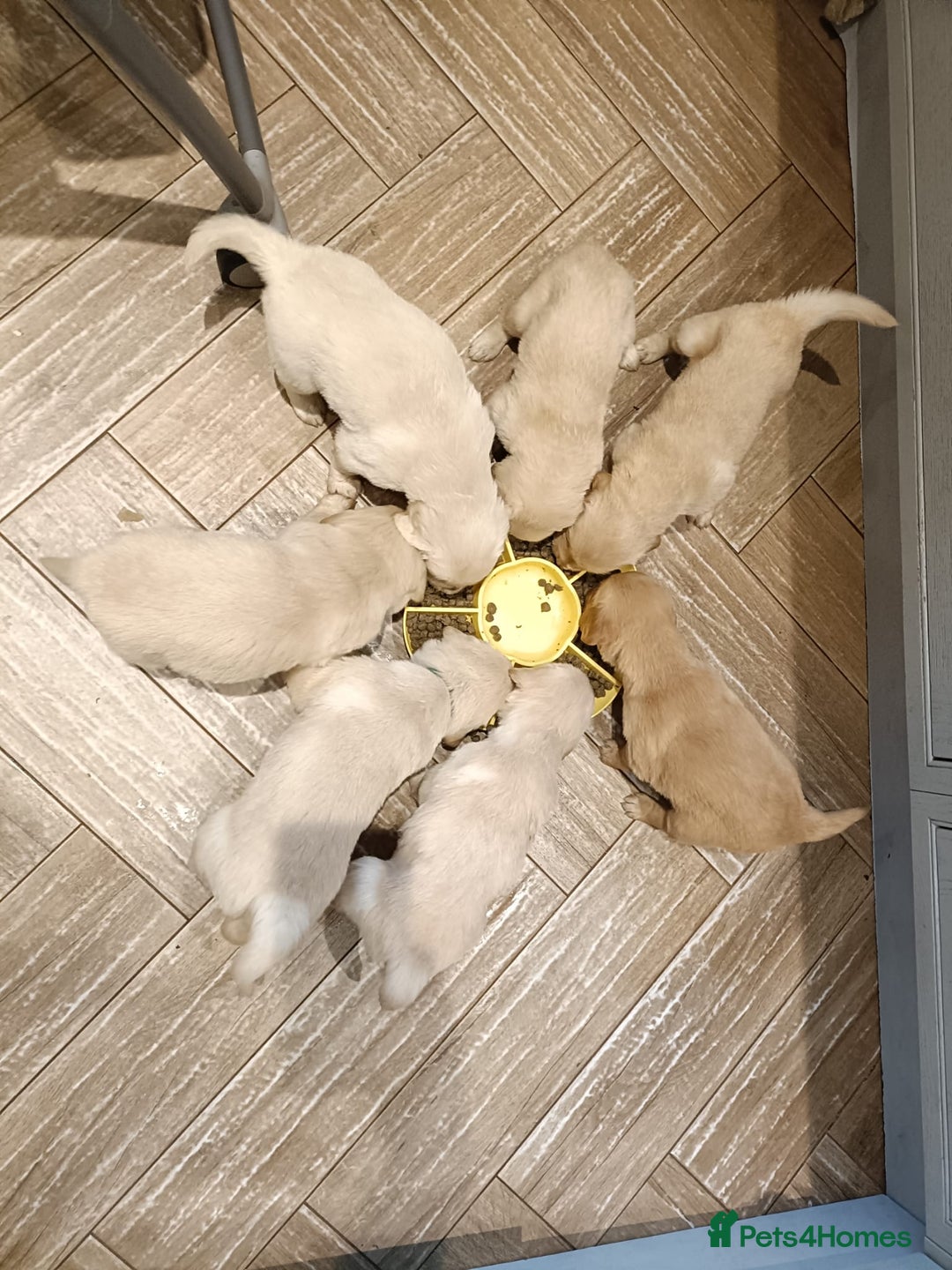 Golden Retriever dogs for sale: Amazing puppies  - Advert 9