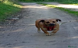 Mixed Breed dogs for adoption: 💖🐶 BONNY 🐶💖 - Image 11