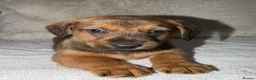 Mixed Breed dogs for sale: Dameranian puppies for sale  - Advert 10