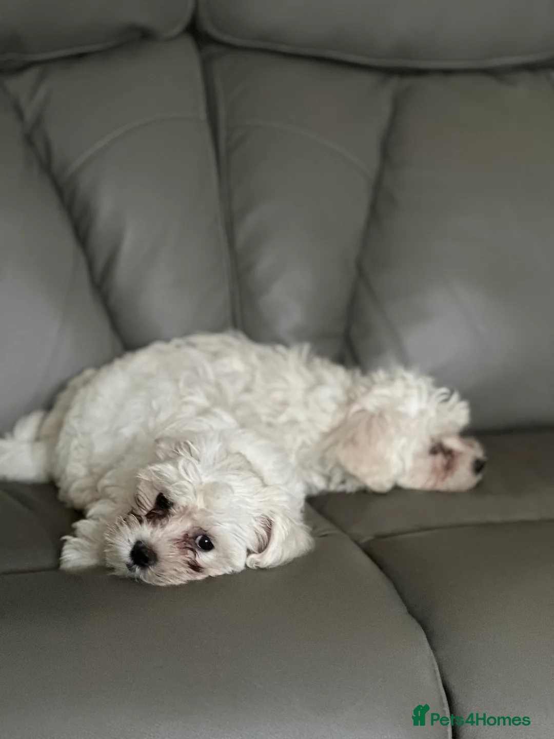 Bichon Frise dogs for sale: Two Mini Bichon Frise Ready for their New Home - Advert 14