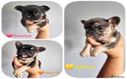 French Bulldog dogs for sale: Fluffy french bulldog puppies - Image 3