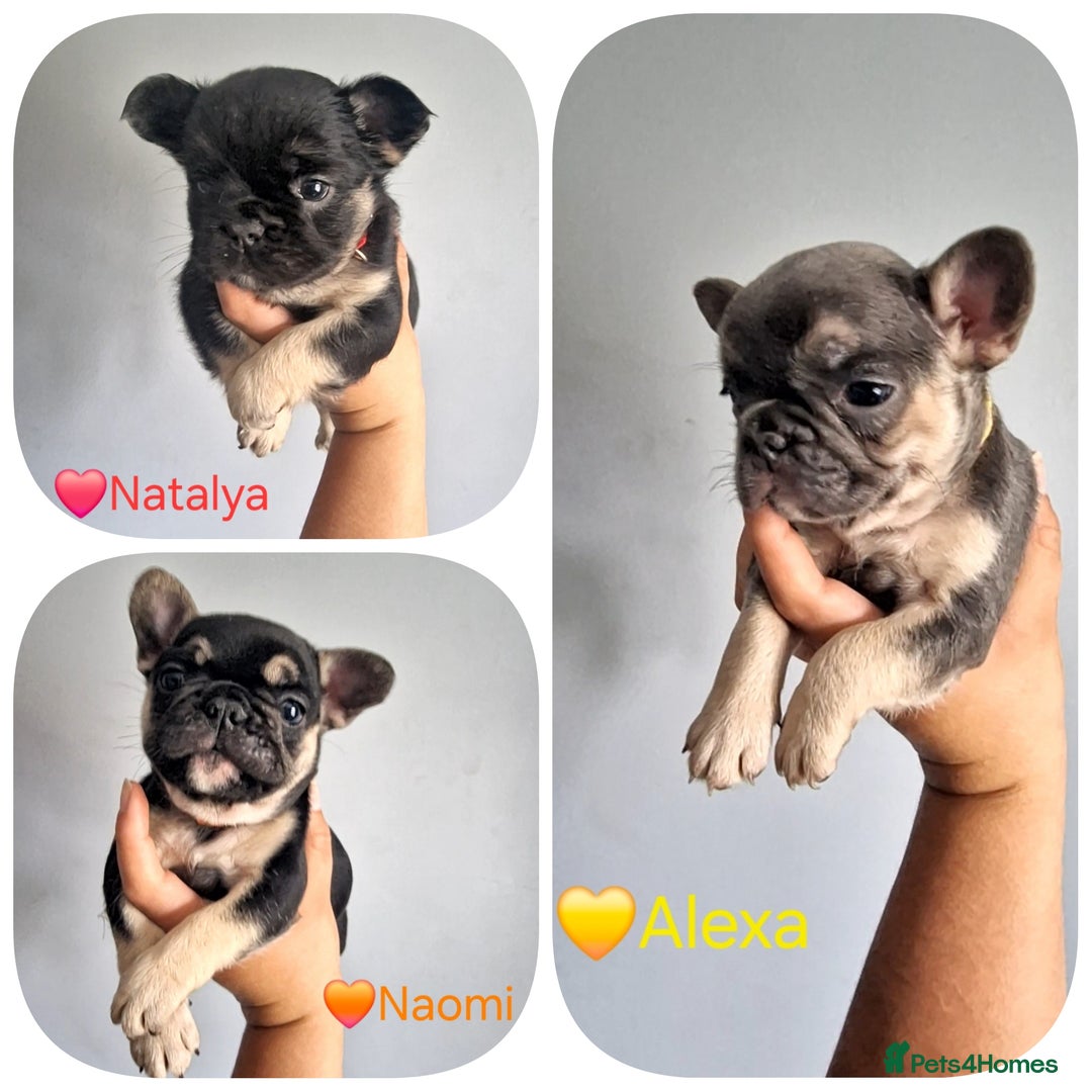 French Bulldog dogs for sale: Fluffy french bulldog puppies - Image 3