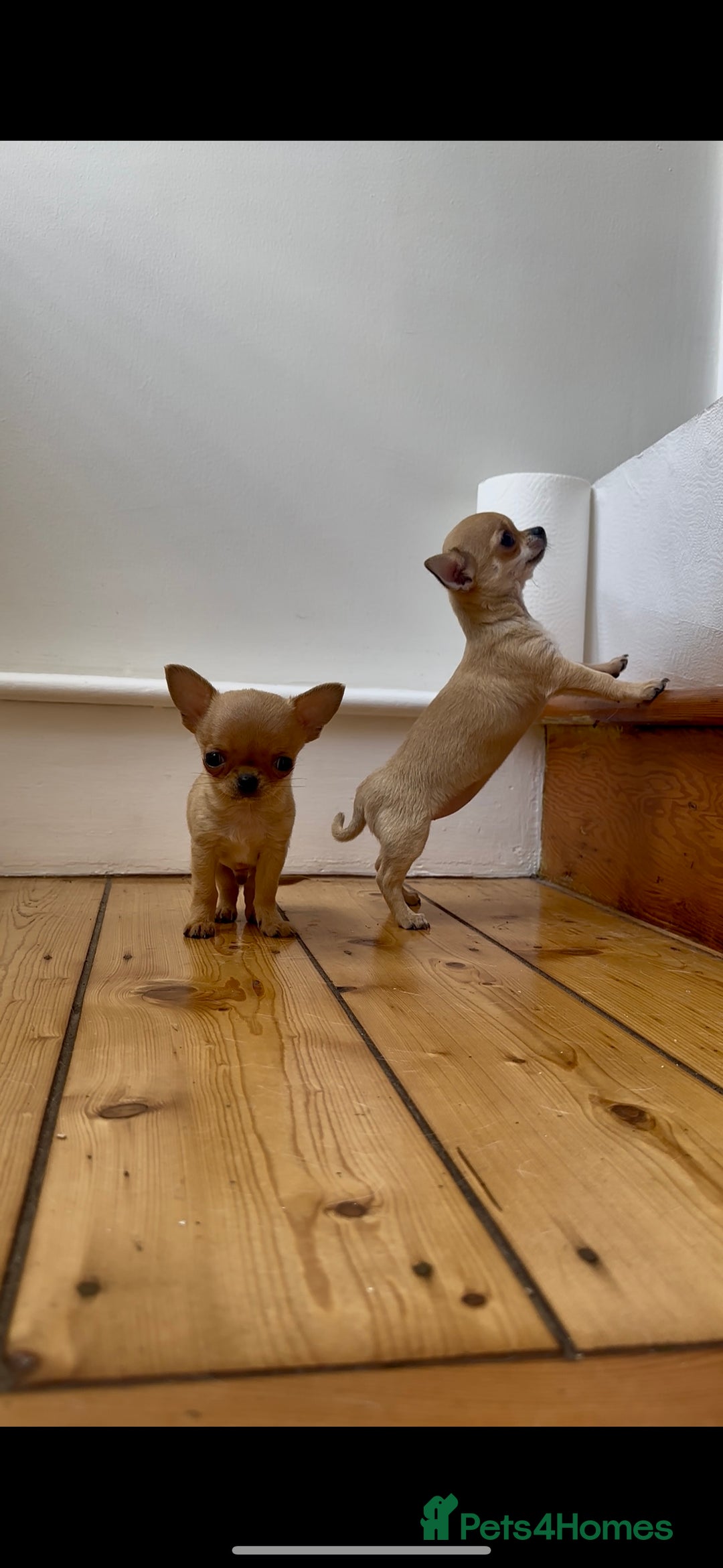 Chihuahua dogs for sale: ADORABLE SUPER TINY CHIHUAHUA PUPPIES - Image 13