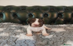 English Springer Spaniel dogs for sale: Kc Reg English Springer spaniel boys in Dorchester - Image 29