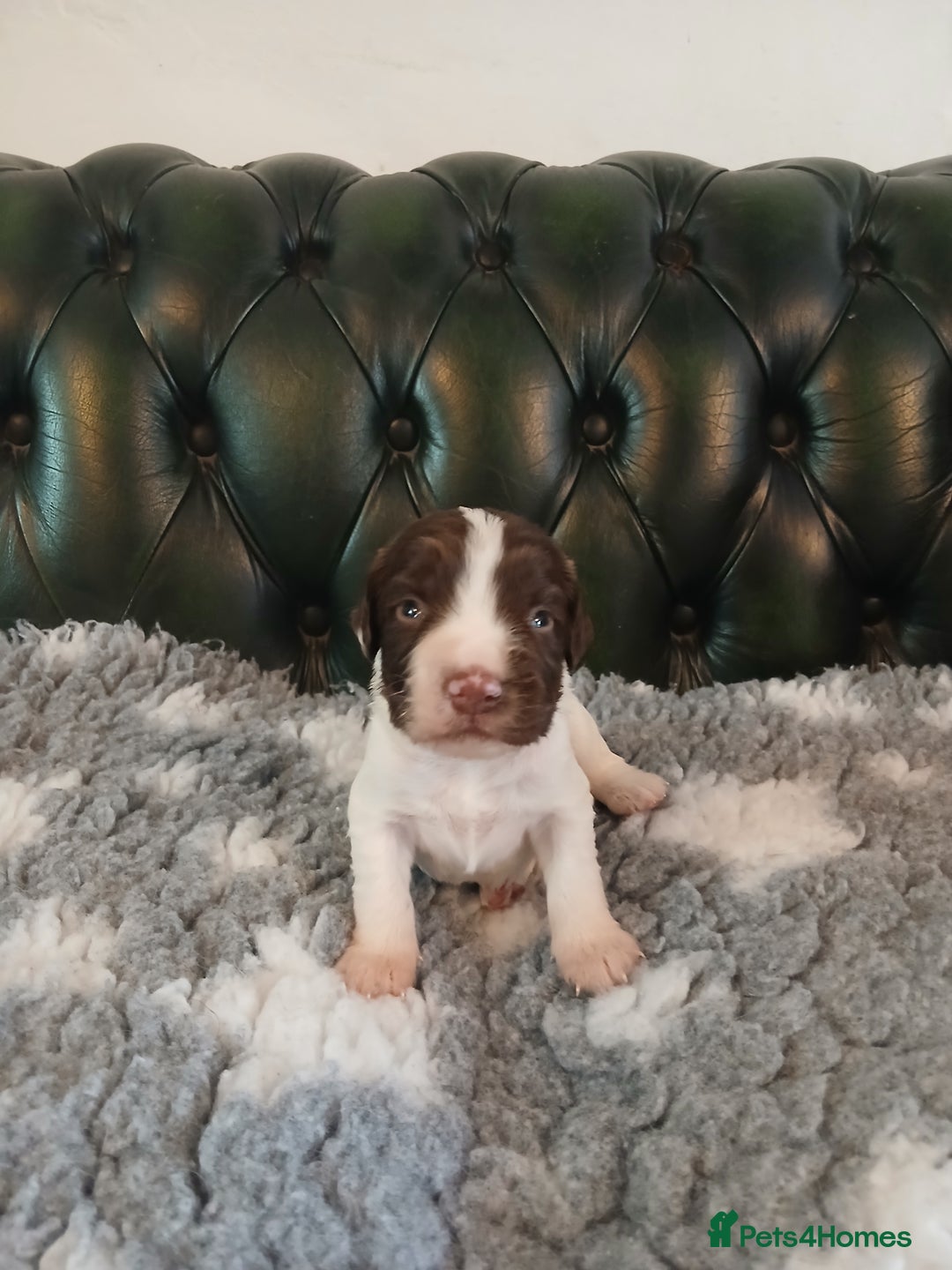 English Springer Spaniel dogs for sale: Kc Reg English Springer spaniel boys in Dorchester - Image 29