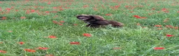 Miniature Dachshund dogs for sale: KC MINI DACHSHUND CHOC & TAN BOY & GIRL - Advert 2