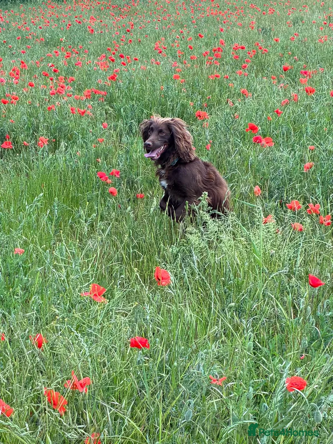Miniature Dachshund dogs for sale: KC MINI DACHSHUND CHOC & TAN BOY & GIRL - Advert 2