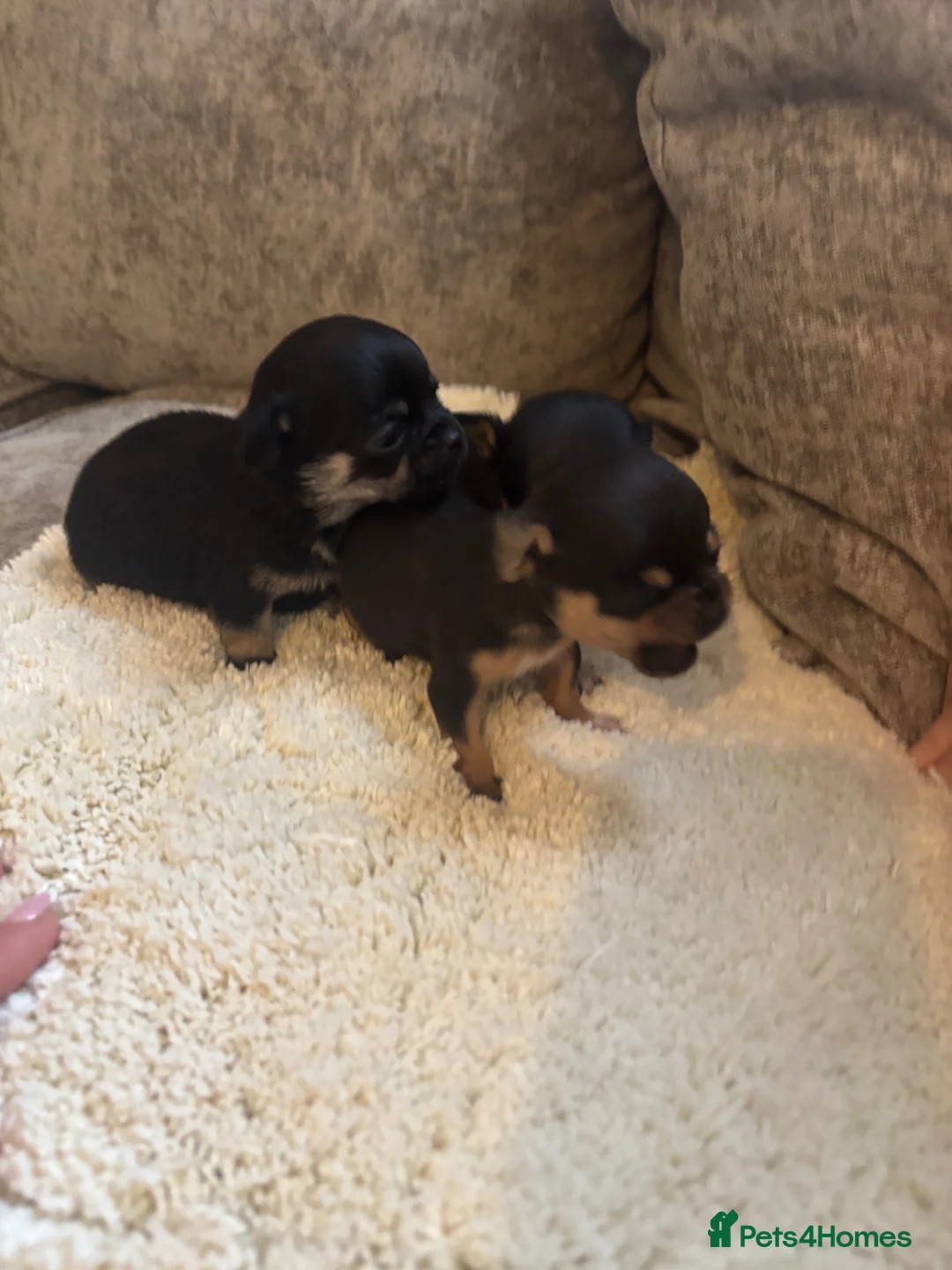 Chihuahua dogs for sale: Chihuahua puppy’s  - Advert 21
