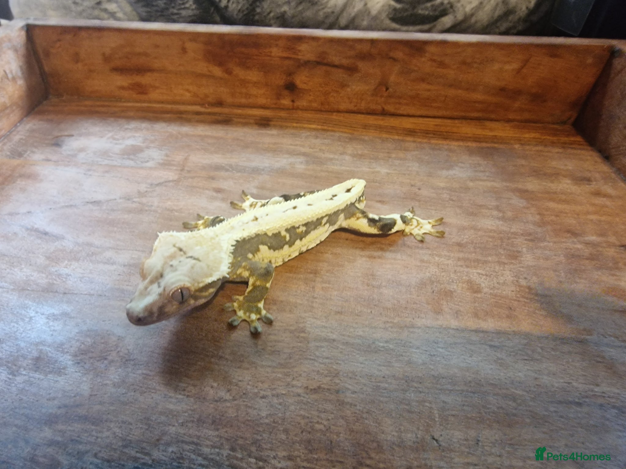 Gecko reptiles for sale: 8x Crested geckos/Full collection available!  - Advert 11