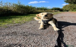 Golden Retriever dogs for sale: 7 month old Puppy looking for a Special Home  - Image 3